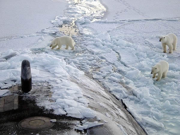 sub_bears1-ap1201.jpg