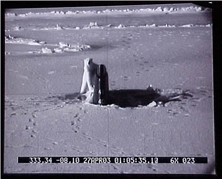 bear_sub1_1-ap1201.jpg