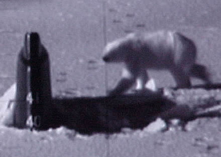bear_sub3_1-ap1201.jpg