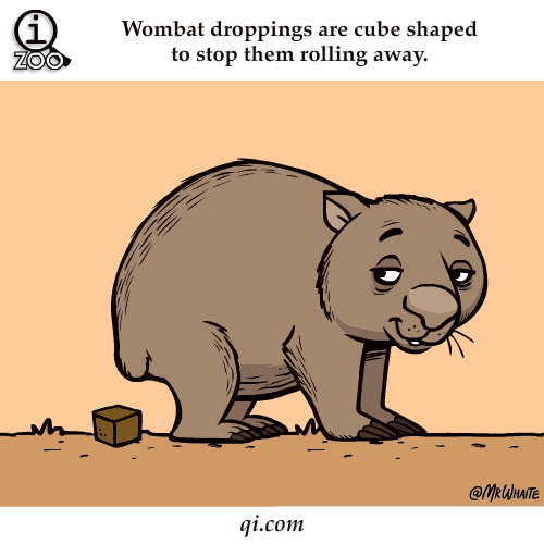4.gif