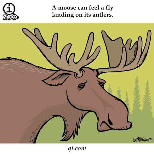 11.gif