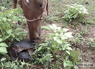 1420302815_turtle_attacks_horse.gif : (데이터)용왕이 거북이를 신뢰하는 이유.gif