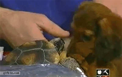 1363802693_turtle_bites_puppys_tongue.gif : (데이터)용왕이 거북이를 신뢰하는 이유.gif