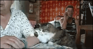 Cat-wants-petting_002.gif