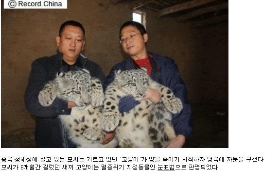 대륙의_고양이.jpg