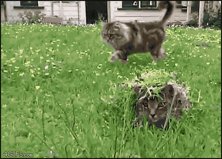 a0022822_4e43d10db859f.gif