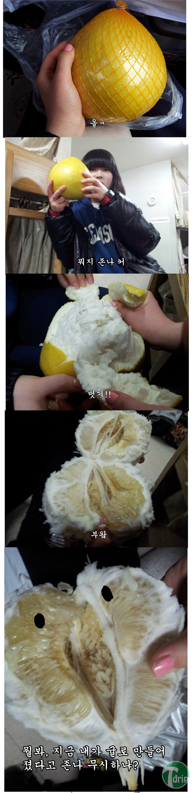 1 (2).jpg : 대륙의 흔한 귤.jpg