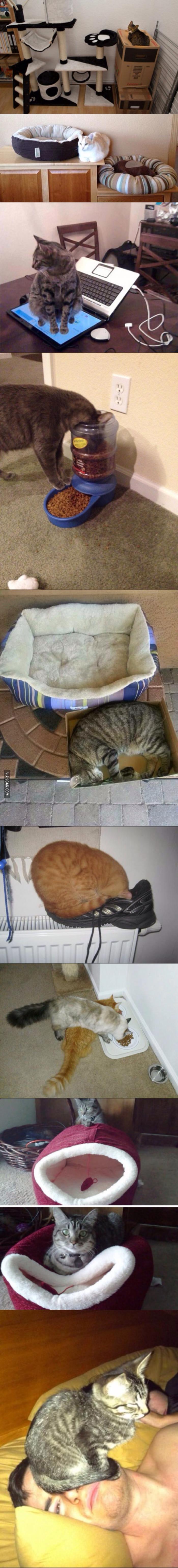 55896CDB334CB00036.jpeg : 고양이 로직.jpg