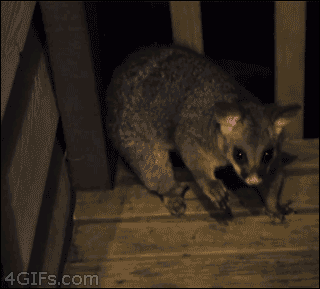 8d9a8c52a66ec48edb35942a73a4c761.gif