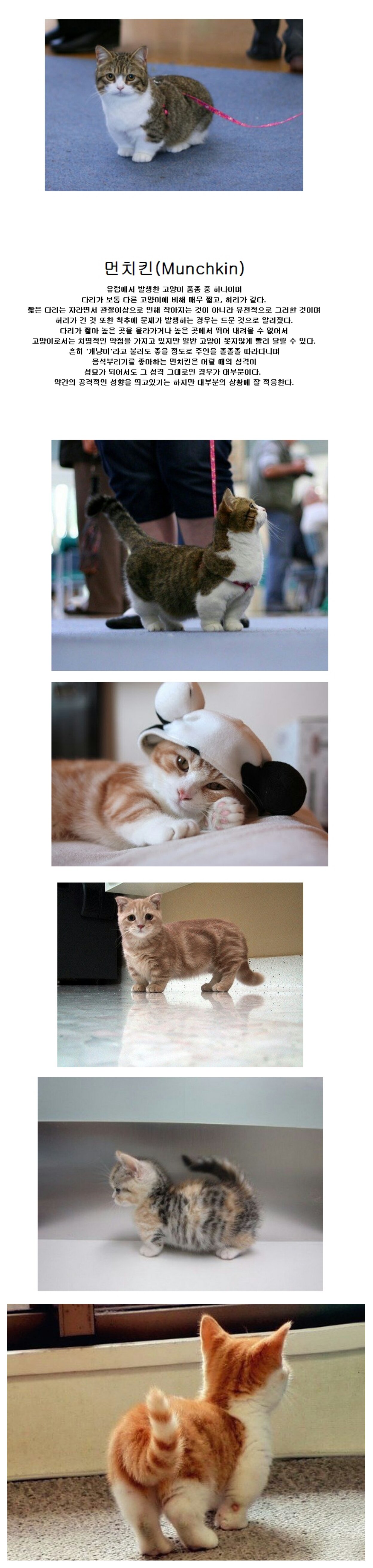 먼치킨.jpg