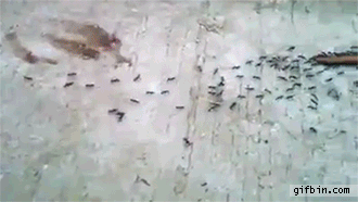 1b2676b95afa18643dddf4da02229420.gif
