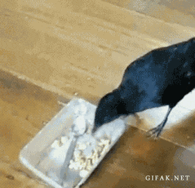 c0367a096d6046d571ccca4f8e8f56a3.gif