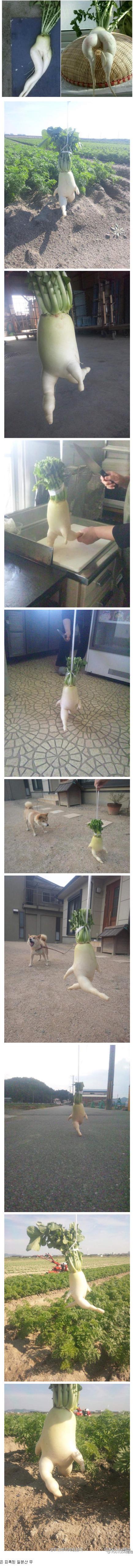 알타리의모험.jpg