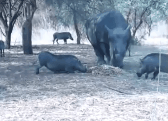e8763d62ce0ce8bdffb3f671a0684356.gif