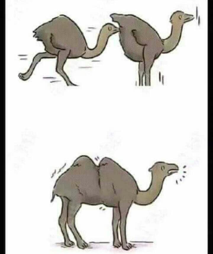 pds_627718_1473981850.52238.jpg : 낙타