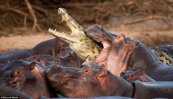 dogdrip.net_hippo03.jpg