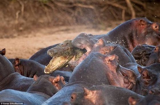 dogdrip.net_hippo04.jpg