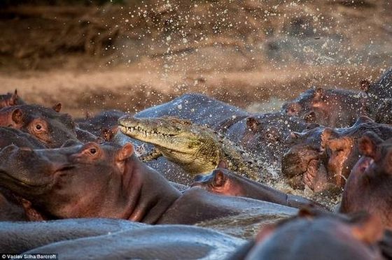 dogdrip.net_hippo02.jpg