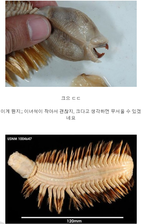 미스테리 생물 기간티아 (4).png