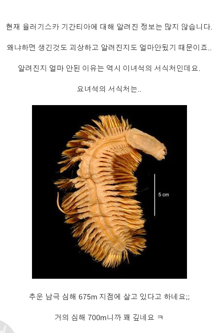 미스테리 생물 기간티아 (3).png