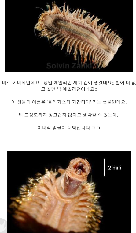 미스테리 생물 기간티아 (1).png