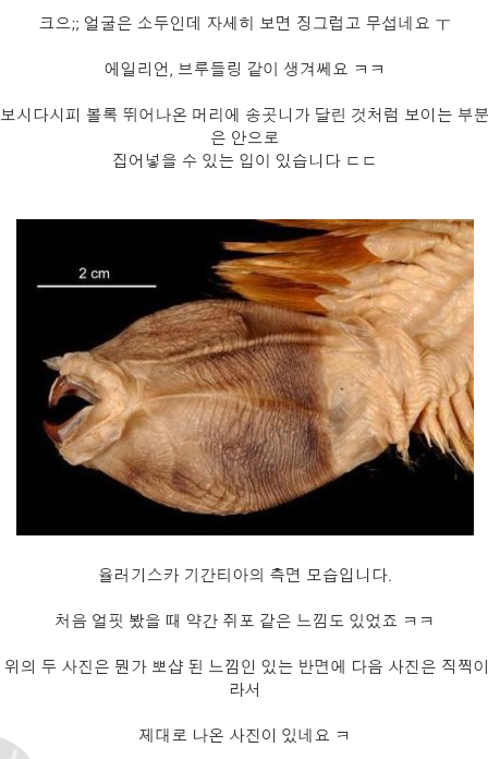 미스테리 생물 기간티아 (2).png