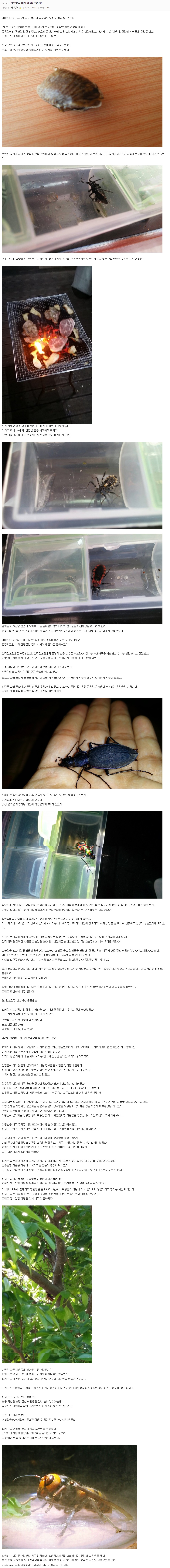 장수말벌 여왕 채집한 썰.txt   HIT 갤러리.jpeg