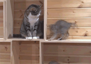 aaa.gif