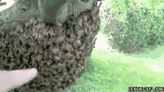 0e9cfb5ced1ce22bbb834b10b7c7b684_IEbPzDqgVgsPAFo7nWnBnjE5uRduq1PK.gif