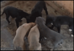 949ec5f3d95ed30b94e4ba2e757fc154.gif : 개 식욕.gif