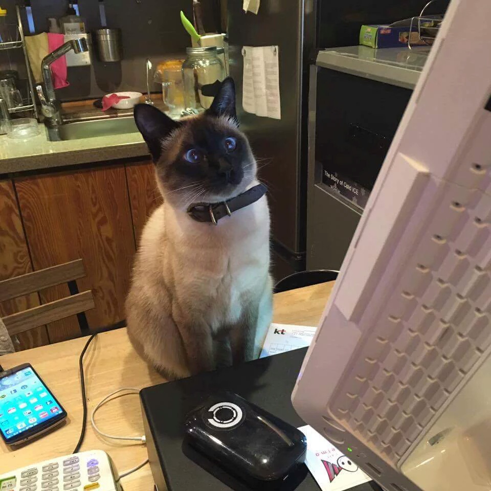 i11293118562.jpg : (냥주의) 사장님, 여기 주문이요