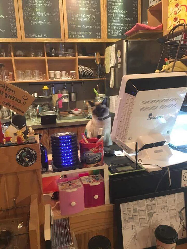 i11278595355.jpg : (냥주의) 사장님, 여기 주문이요