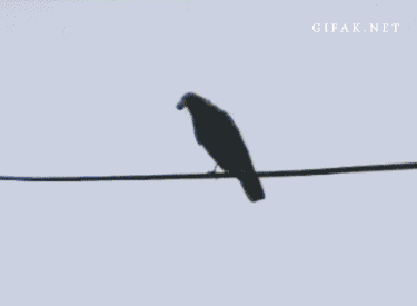 AHcMon2.gif