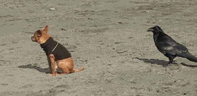 BA9Eebi.gif