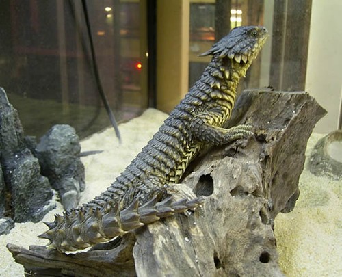 m-Cordylus_20giganteus.jpg