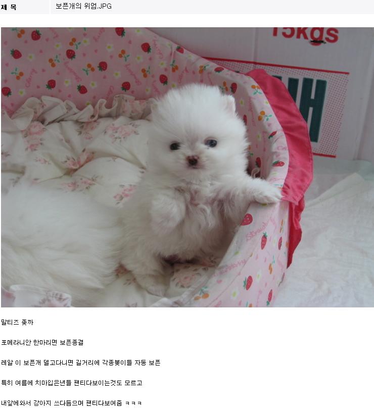 dog.jpg : dc인이 애견을 키우는 이유.jpg