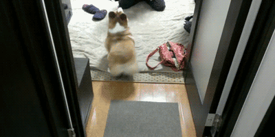 funny-gif-miley-cyrus-style-dog.gif