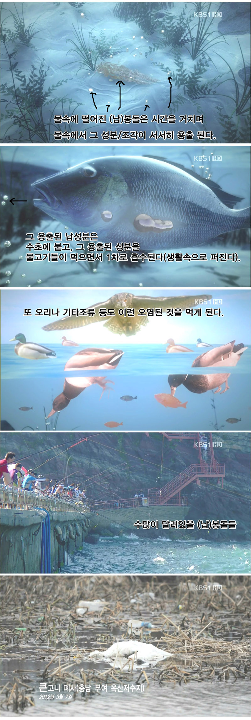 5.jpg : '낚시'가 세상을 조용히 납중독으로 만들고 있다