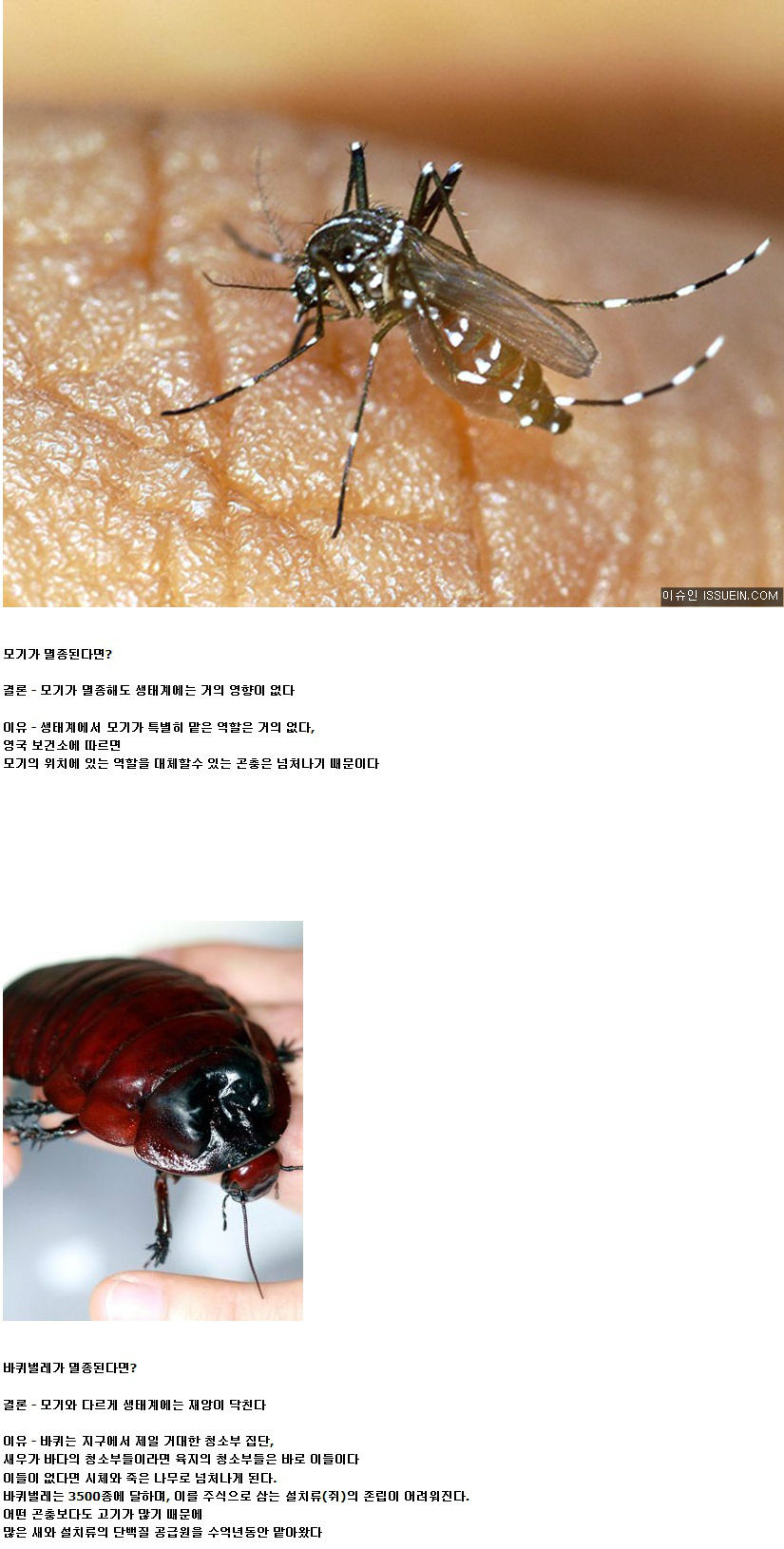 모기와_바퀴발레가_멸종된다면.jpg