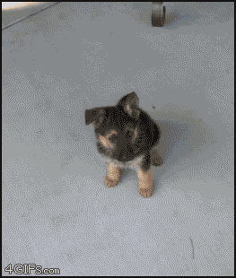 1 (1).gif