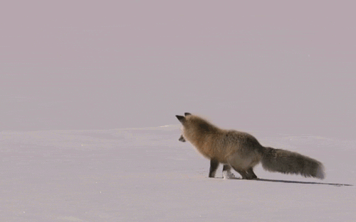 15.gif