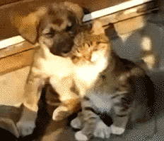 0.gif