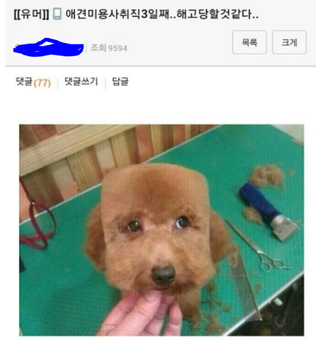 애견.PNG