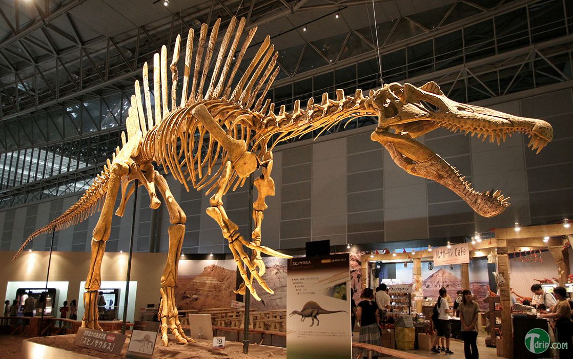 Spinosaurus_skeleton.jpg Spinosaurus_skeleton.jpg