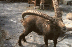 1.gif : 손안대고 똥꼬긁기.gif