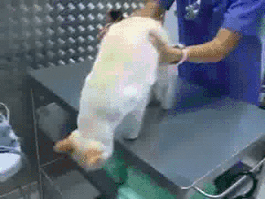 고양이를 제압하는 방법.gif