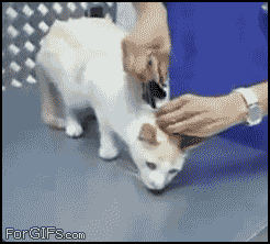 tumblr_lyohqhIGJT1r3gb3zo1_250.gif : 고양이 끄는법.gif