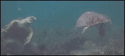 1 (1).gif : 거북덩크.gif