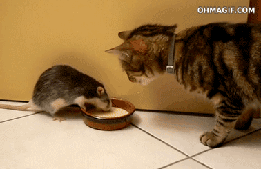 6fb86cef0e46caf47b05a20d4ce2e7bf.gif