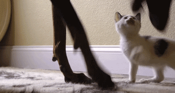 2.gif